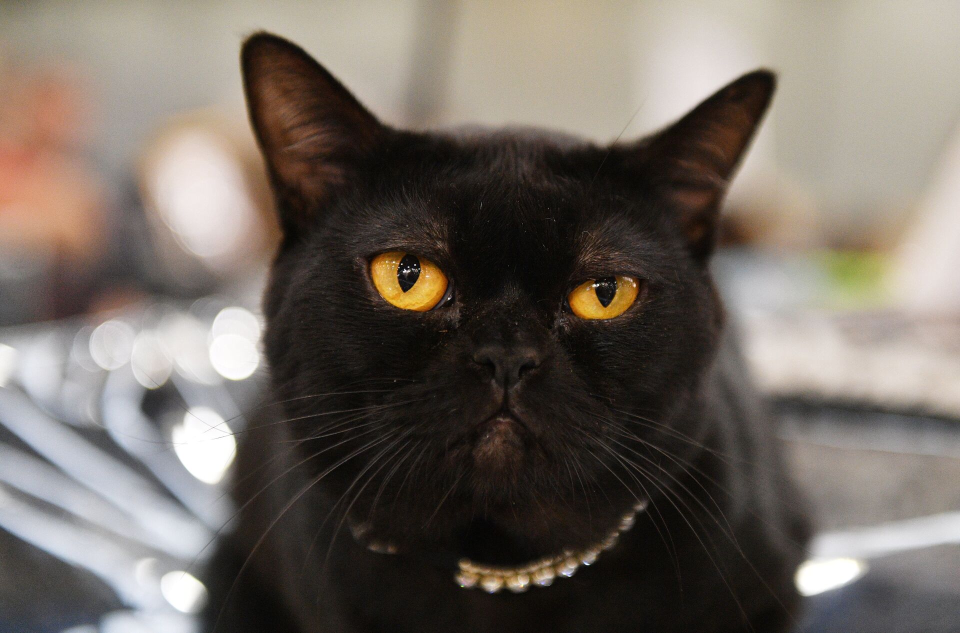 Кошка породы бурма Кошка породы бурма - РИА Новости, 1920, 27.08.2021